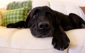 apartment-dogs