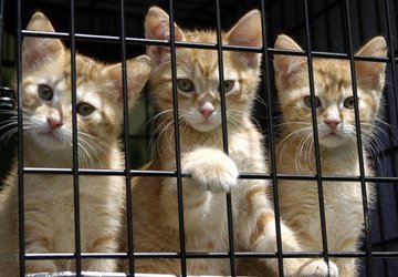 Homeless Cats Homeless Cats